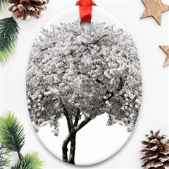 Nature Tree Blossom Bloom Cherry Ornament (oval)