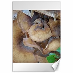 Close Up Mushroom Abstract Canvas 12  X 18  by Fractalsandkaleidoscopes