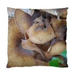 Close Up Mushroom Abstract Standard Cushion Case (one Side) by Fractalsandkaleidoscopes