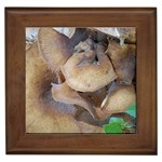 Close Up Mushroom Abstract Framed Tile Front