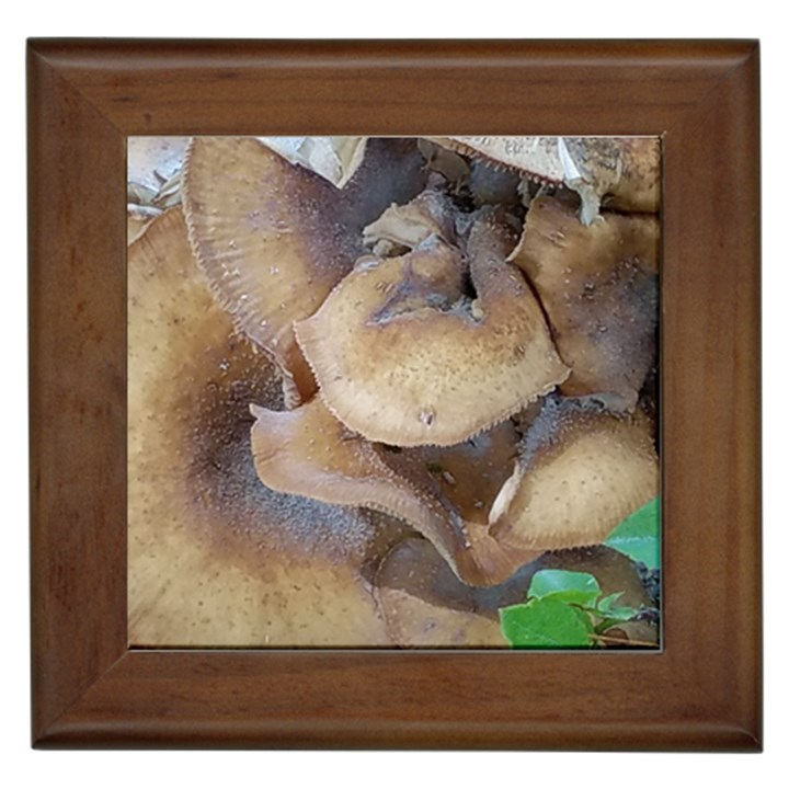 Close Up Mushroom Abstract Framed Tile