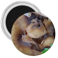 Close Up Mushroom Abstract 3  Magnets by Fractalsandkaleidoscopes