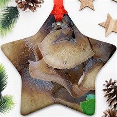 Close Up Mushroom Abstract Ornament (star) by Fractalsandkaleidoscopes