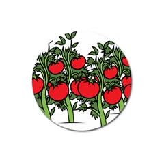 Tomato Garden Vine Plants Red Magnet 3  (round) by HermanTelo