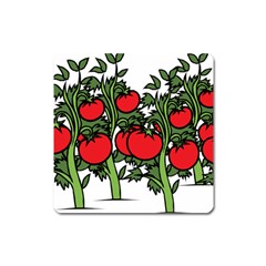 Tomato Garden Vine Plants Red Square Magnet by HermanTelo