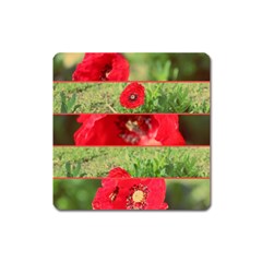 Photos Collage Coquelicots Square Magnet