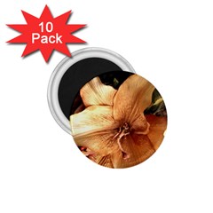 Lilies 1 3 1 75  Magnets (10 Pack)  by bestdesignintheworld