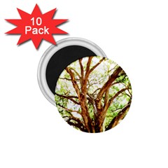 Hot Day In Dallas 14 1 75  Magnets (10 Pack)  by bestdesignintheworld