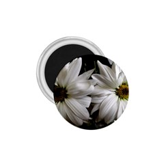 Daisies 1 75  Magnets by bestdesignintheworld