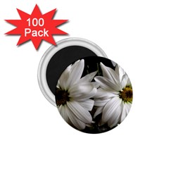 Daisies 1 75  Magnets (100 Pack)  by bestdesignintheworld