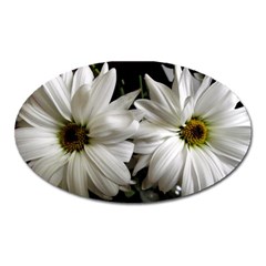 Daisies Oval Magnet by bestdesignintheworld