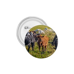 Cows At Countryside, Maldonado Department, Uruguay 1 75  Buttons by dflcprints