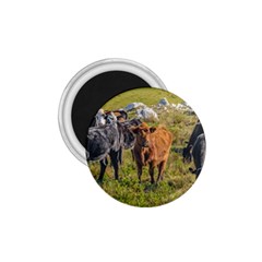 Cows At Countryside, Maldonado Department, Uruguay 1 75  Magnets by dflcprints