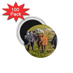 Cows At Countryside, Maldonado Department, Uruguay 1 75  Magnets (100 Pack)  by dflcprints