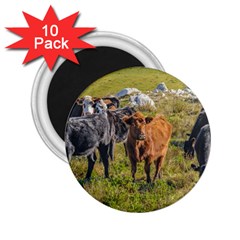 Cows At Countryside, Maldonado Department, Uruguay 2 25  Magnets (10 Pack)  by dflcprints