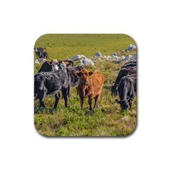 Cows At Countryside, Maldonado Department, Uruguay Rubber Coaster (square) 