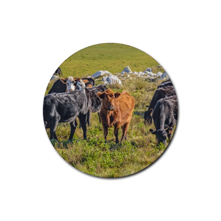 Cows At Countryside, Maldonado Department, Uruguay Rubber Round Coaster (4 pack) 