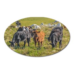 Cows At Countryside, Maldonado Department, Uruguay Oval Magnet by dflcprints