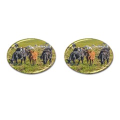 Cows At Countryside, Maldonado Department, Uruguay Cufflinks (oval) by dflcprints