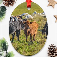 Cows At Countryside, Maldonado Department, Uruguay Oval Ornament (two Sides) by dflcprints