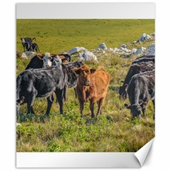 Cows At Countryside, Maldonado Department, Uruguay Canvas 8  X 10  by dflcprints