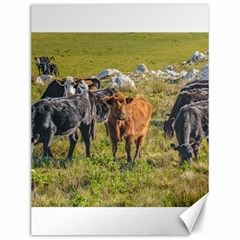 Cows At Countryside, Maldonado Department, Uruguay Canvas 12  X 16  by dflcprints