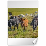 Cows At Countryside, Maldonado Department, Uruguay Canvas 12  x 18  11.88 x17.36  Canvas - 1