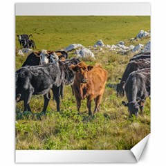 Cows At Countryside, Maldonado Department, Uruguay Canvas 20  X 24  by dflcprints