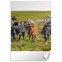 Cows At Countryside, Maldonado Department, Uruguay Canvas 24  X 36  by dflcprints