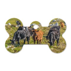 Cows At Countryside, Maldonado Department, Uruguay Dog Tag Bone (one Side) by dflcprints