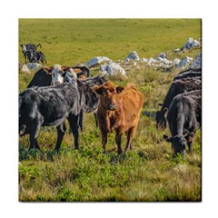 Cows At Countryside, Maldonado Department, Uruguay Face Towel