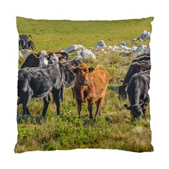 Cows At Countryside, Maldonado Department, Uruguay Standard Cushion Case (one Side) by dflcprints