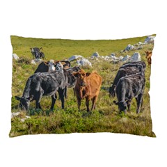 Cows At Countryside, Maldonado Department, Uruguay Pillow Case by dflcprints