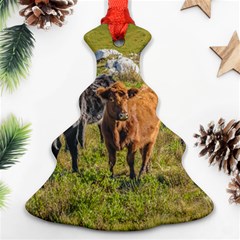 Cows At Countryside, Maldonado Department, Uruguay Ornament (christmas Tree)  by dflcprints