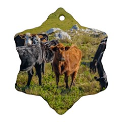 Cows At Countryside, Maldonado Department, Uruguay Snowflake Ornament (two Sides) by dflcprints