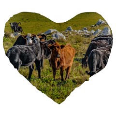 Cows At Countryside, Maldonado Department, Uruguay Large 19  Premium Heart Shape Cushions by dflcprints