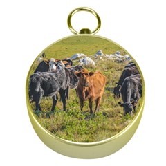 Cows At Countryside, Maldonado Department, Uruguay Gold Compasses by dflcprints