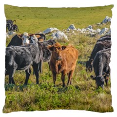 Cows At Countryside, Maldonado Department, Uruguay Standard Flano Cushion Case (two Sides) by dflcprints