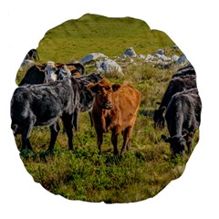 Cows At Countryside, Maldonado Department, Uruguay Large 18  Premium Flano Round Cushions by dflcprints