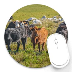 Cows At Countryside, Maldonado Department, Uruguay Round Mousepads by dflcprints