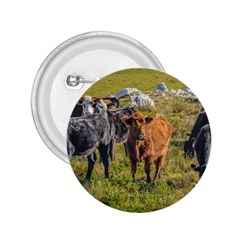 Cows At Countryside, Maldonado Department, Uruguay 2 25  Buttons by dflcprints