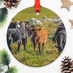 Cows At Countryside, Maldonado Department, Uruguay Ornament (round) by dflcprints