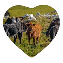 Cows At Countryside, Maldonado Department, Uruguay Ornament (heart) by dflcprints