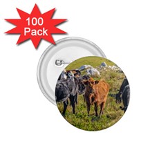 Cows At Countryside, Maldonado Department, Uruguay 1 75  Buttons (100 Pack)  by dflcprints