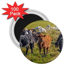 Cows At Countryside, Maldonado Department, Uruguay 2 25  Magnets (100 Pack)  by dflcprints