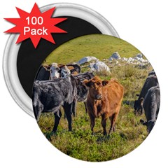 Cows At Countryside, Maldonado Department, Uruguay 3  Magnets (100 Pack) by dflcprints