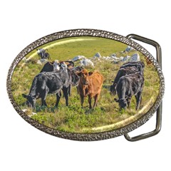 Cows At Countryside, Maldonado Department, Uruguay Belt Buckles by dflcprints