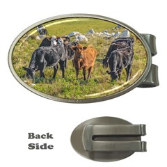 Cows At Countryside, Maldonado Department, Uruguay Money Clips (oval)  by dflcprints