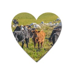 Cows At Countryside, Maldonado Department, Uruguay Heart Magnet by dflcprints