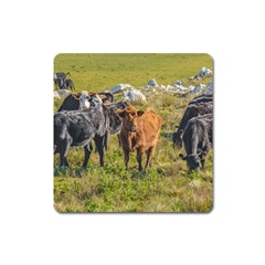 Cows At Countryside, Maldonado Department, Uruguay Square Magnet by dflcprints